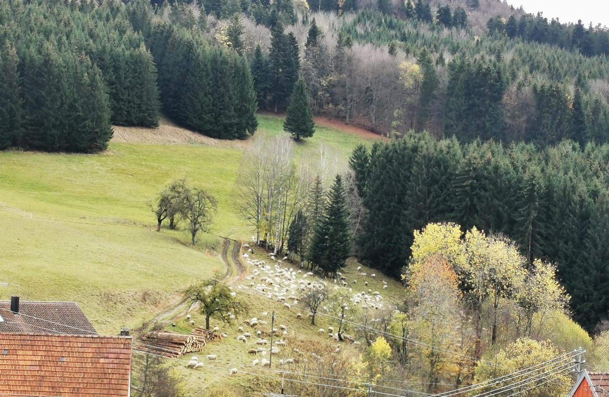 Ferienwohnung Blick Rappenstein Hausen am Tann Extérieur photo